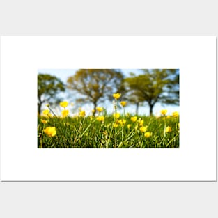 Beautiful Springtime Buttercup Meadow Posters and Art